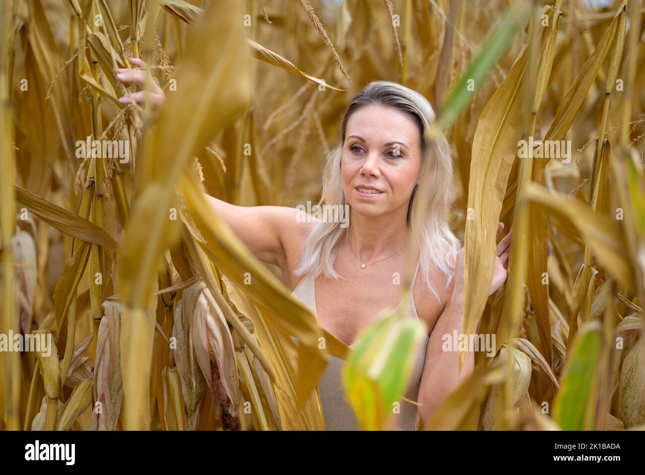 Attractive blond woman wearing a gold dress is standing in the middle of a corn field with a gentle smile at the camera looking aside Stock Photo