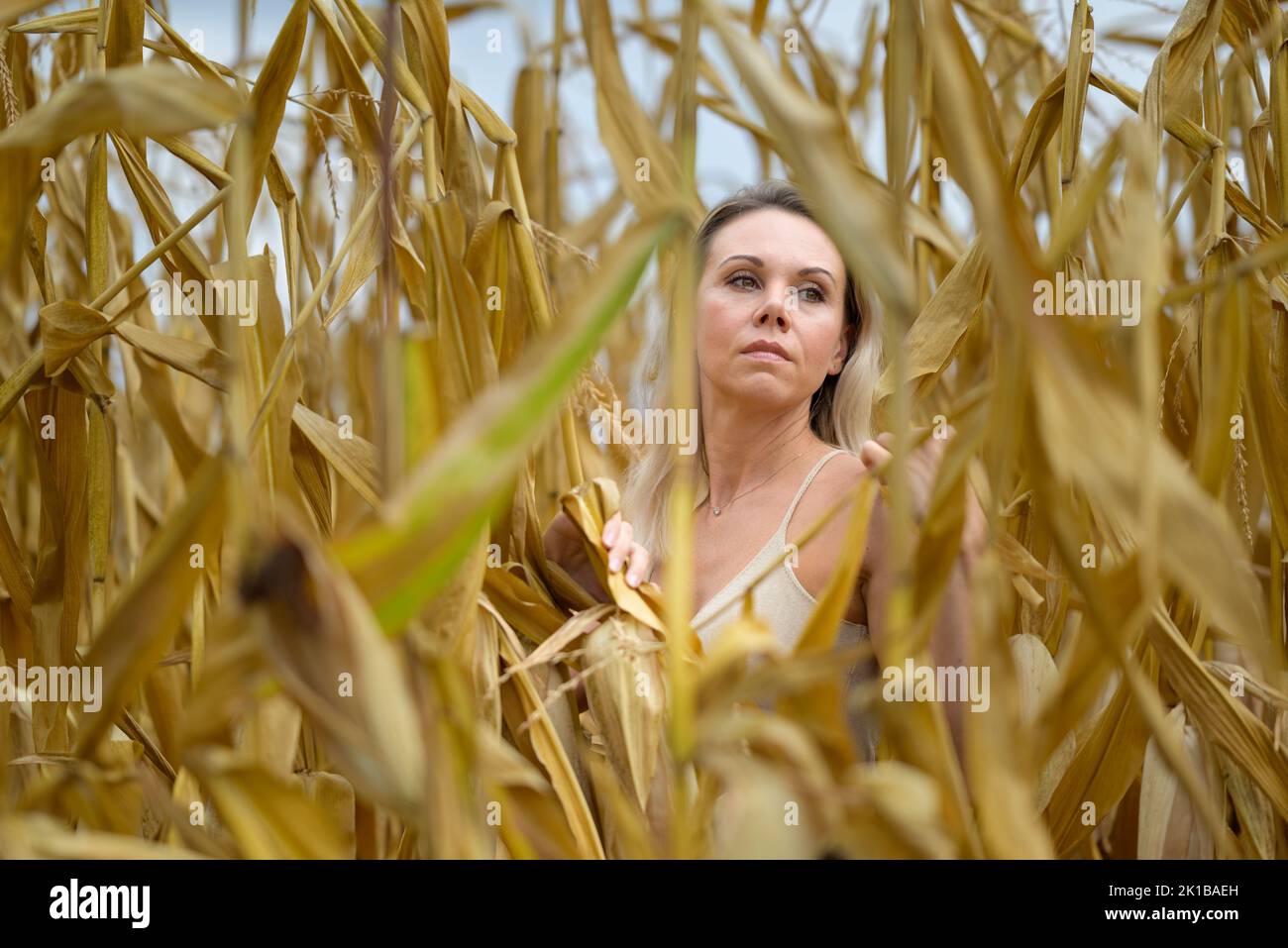 Attractive blond woman wearing a gold dress is standing in the middle of a corn field looking aside depp in thought Stock Photo
