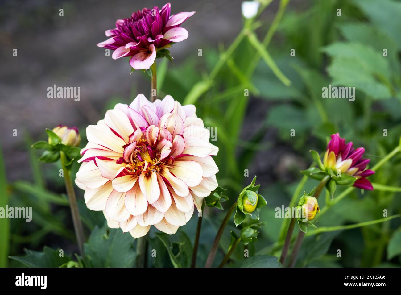 Purple dahlia flower grows and blooms in the garden in summer and with unopened buds Stock Photo