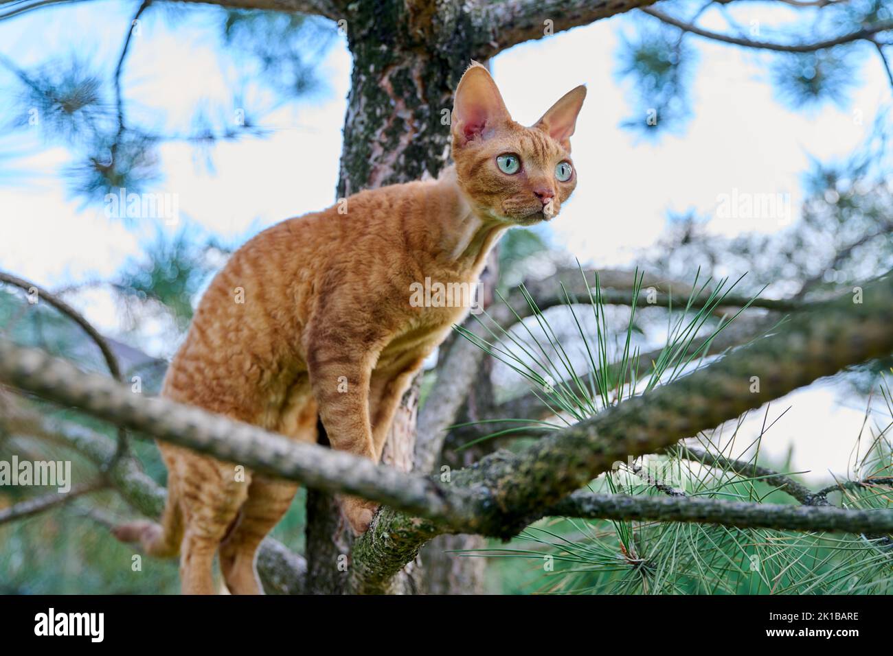 Serious ginger cat Devon rex on a tree attentively watching hunts Stock Photo