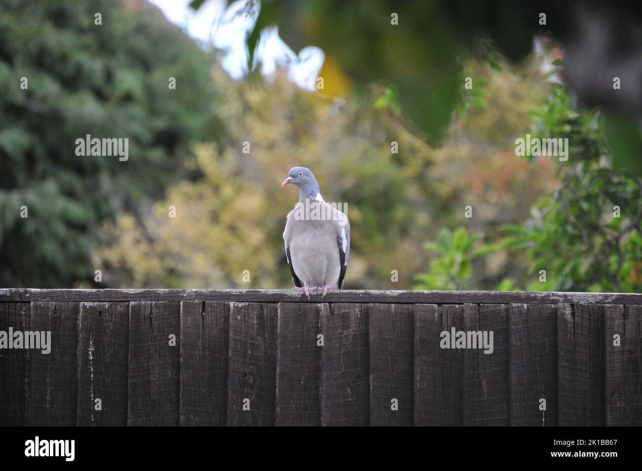 Close up macro shot of Wood Pigeon on wooden fence. Trees and shrubs in background. Detailed close up. Grey pink and buff feathers. Stock Photo