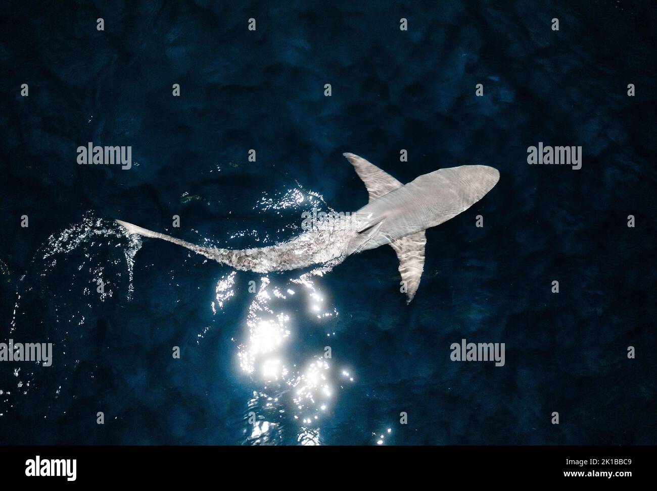 An aerial view of a great white shark seen through transparent water