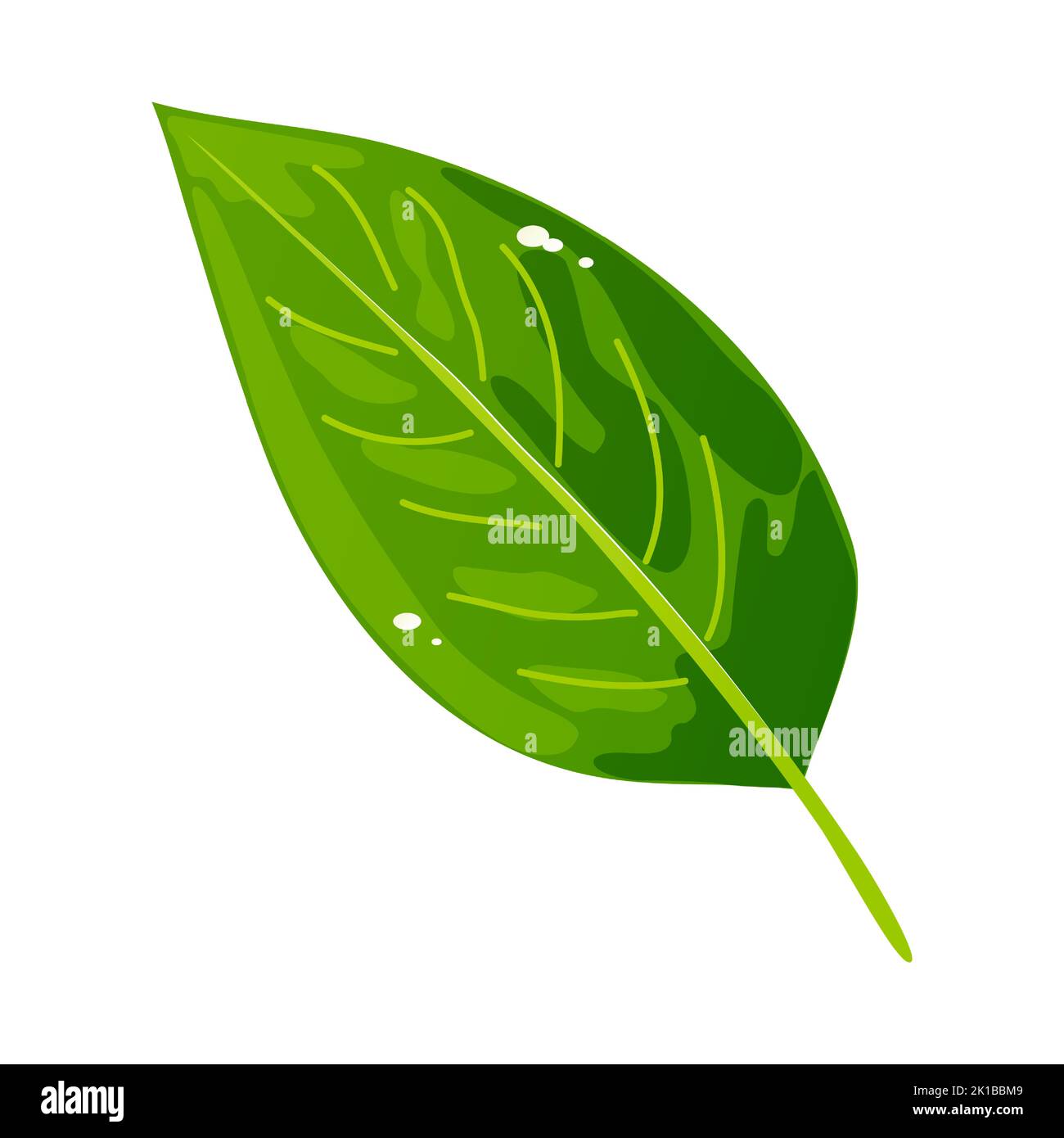 Green leaf illustration. Laurel or tea leaf. Foliage of a plant, tree