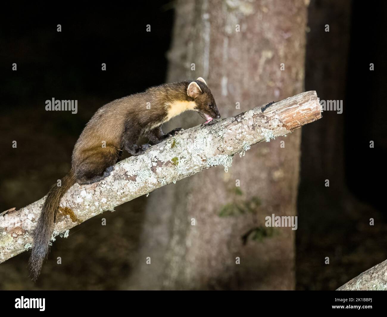 A wild pine marten photographed at the Aigas Field Centre in Scotland Stock Photo