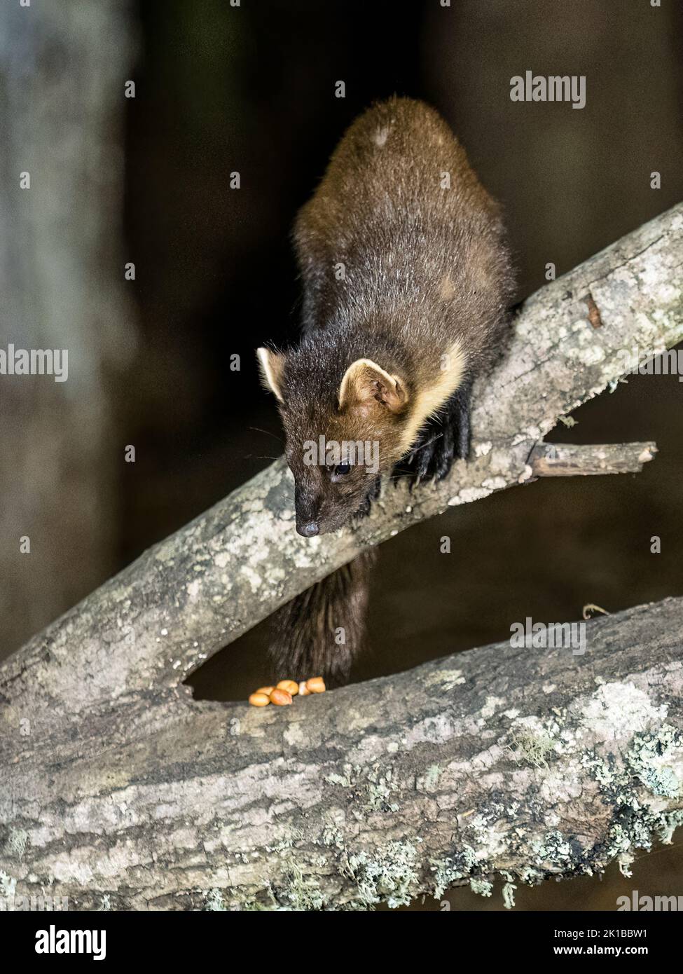 A wild pine marten photographed at the Aigas Field Centre in Scotland Stock Photo