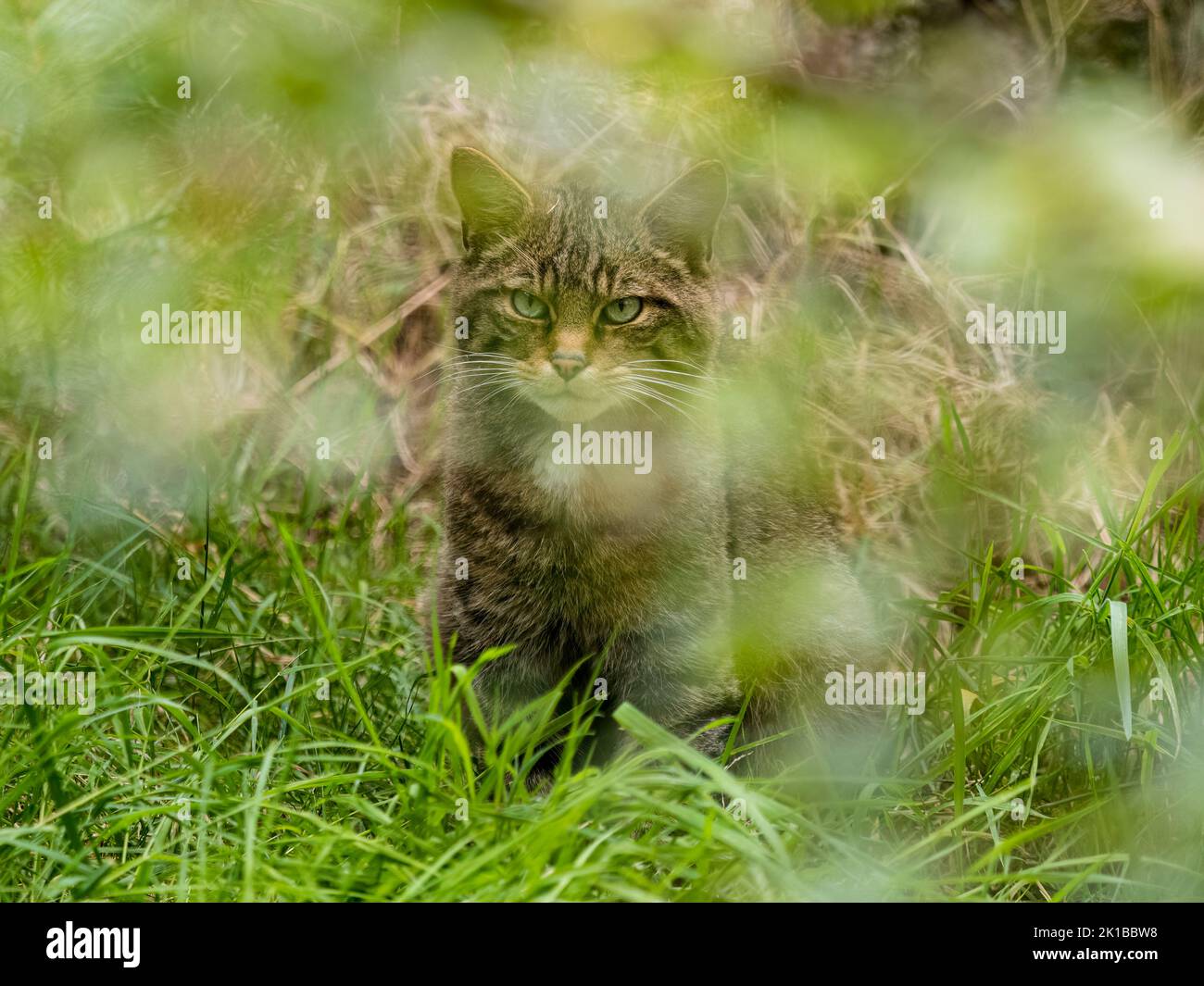A Captive Scottish Wildcat Part Of The Breeding And Reintroduction 