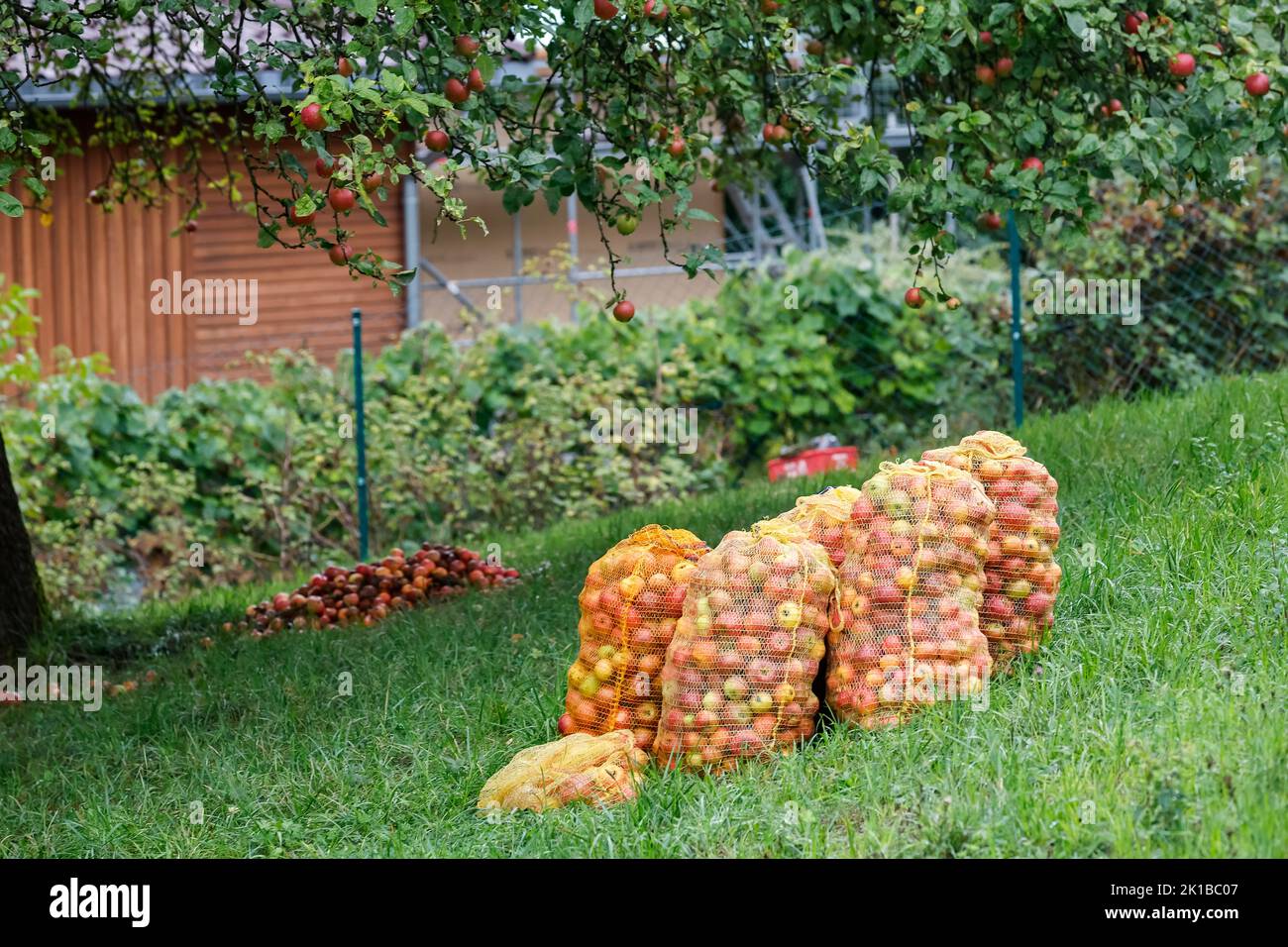 17 September 2022, Bavaria, Reifenberg: Sacks full of harvested apples stand in a meadow in Reifenberg, Forchheim County. Photo: Daniel Löb/dpa Stock Photo