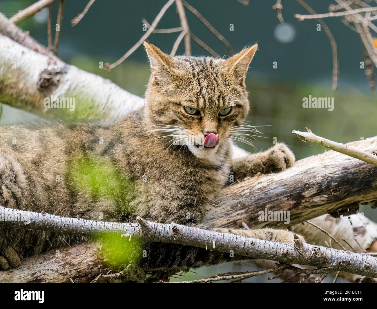 A captive Scottish wildcat - part of the breeding and reintroduction ...