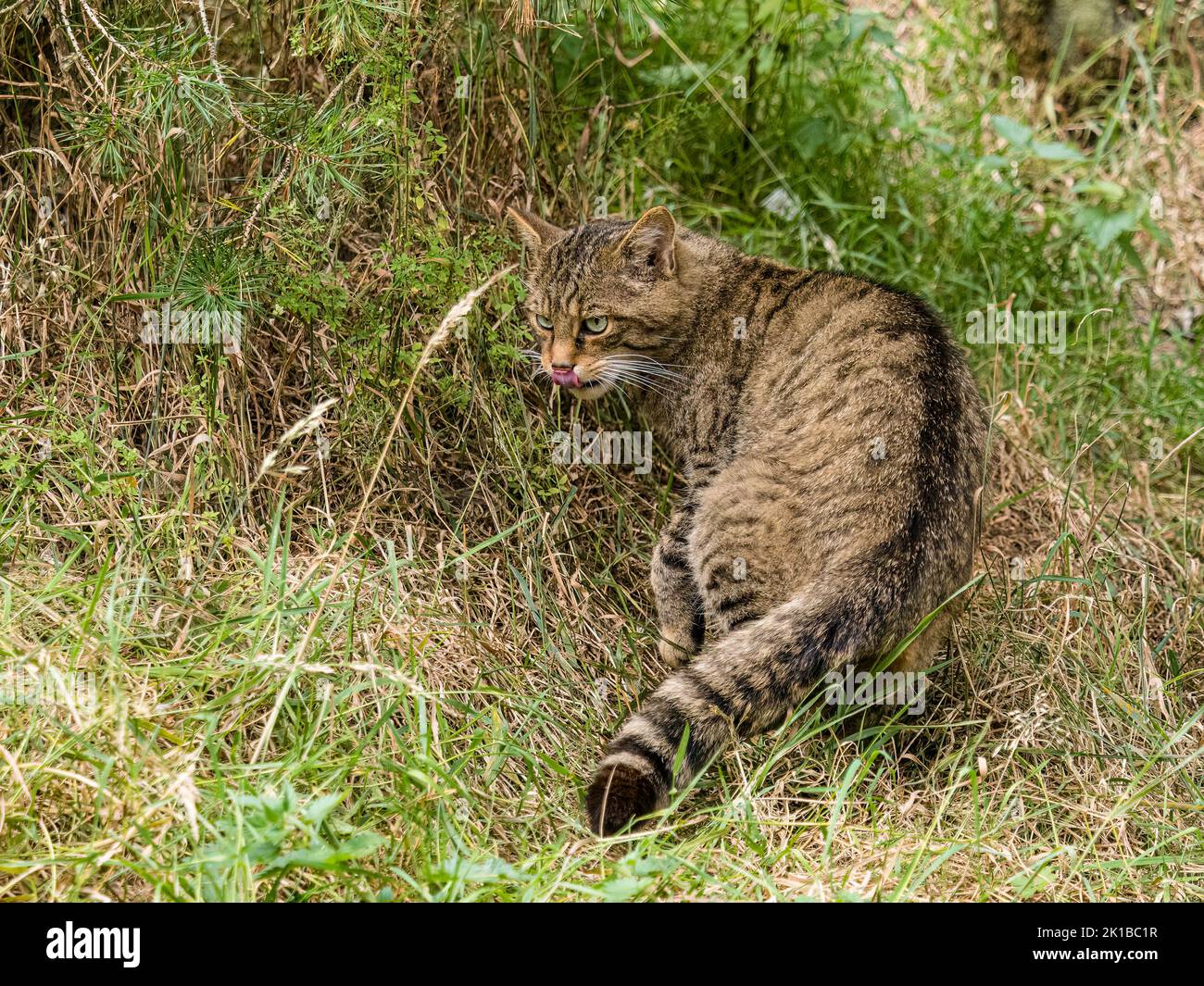 A Captive Scottish Wildcat Part Of The Breeding And Reintroduction 
