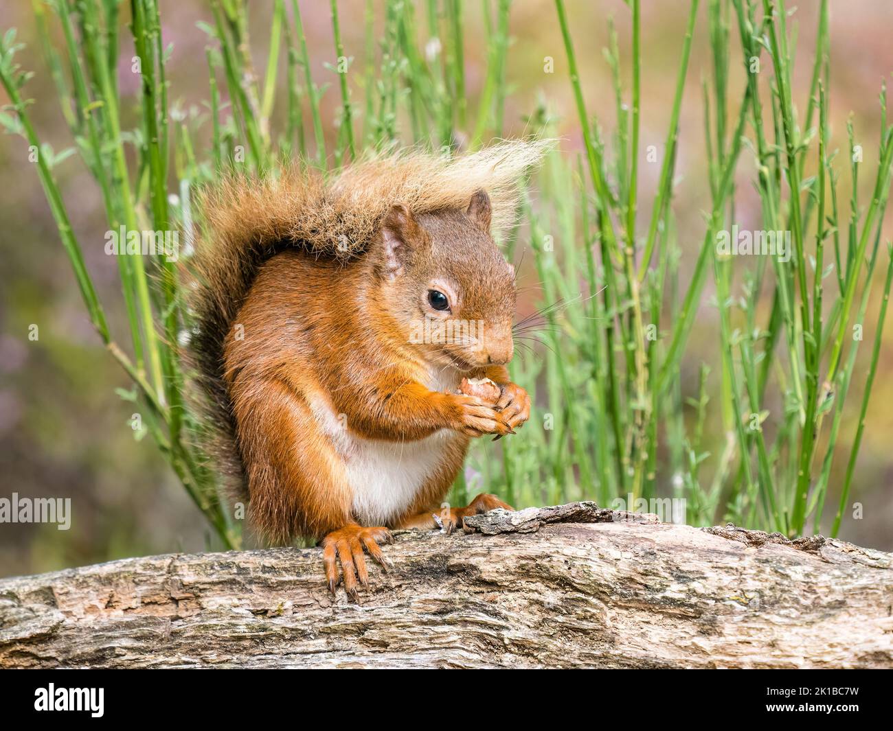 The native red squirrel in Scottish woodlands Stock Photo - Alamy