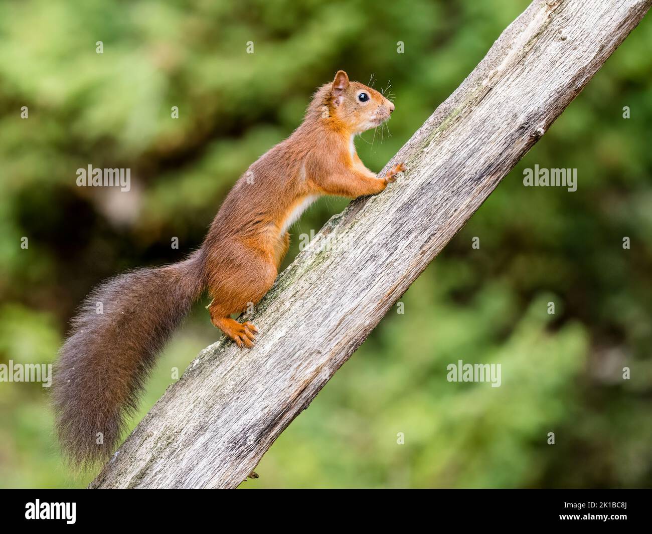 The native red squirrel in Scottish woodlands Stock Photo - Alamy