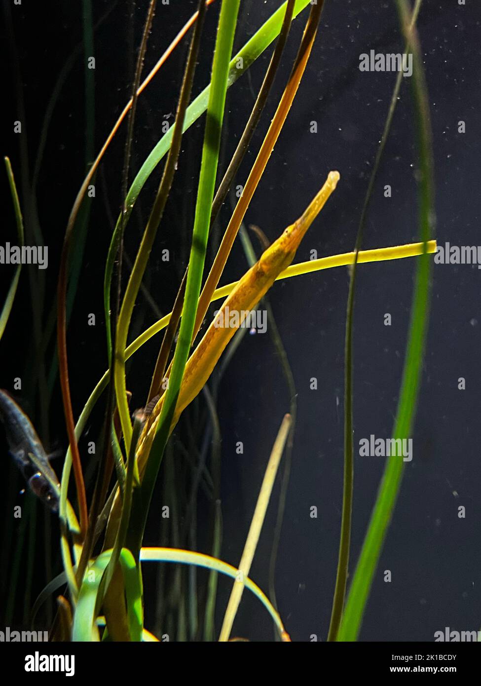 A vertical closeup shot of eelgrass (Vallisneria) underwater Stock Photo