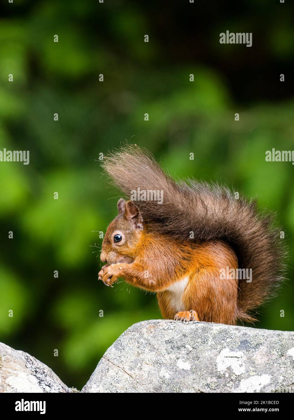 The native red squirrel in Scottish woodlands Stock Photo - Alamy