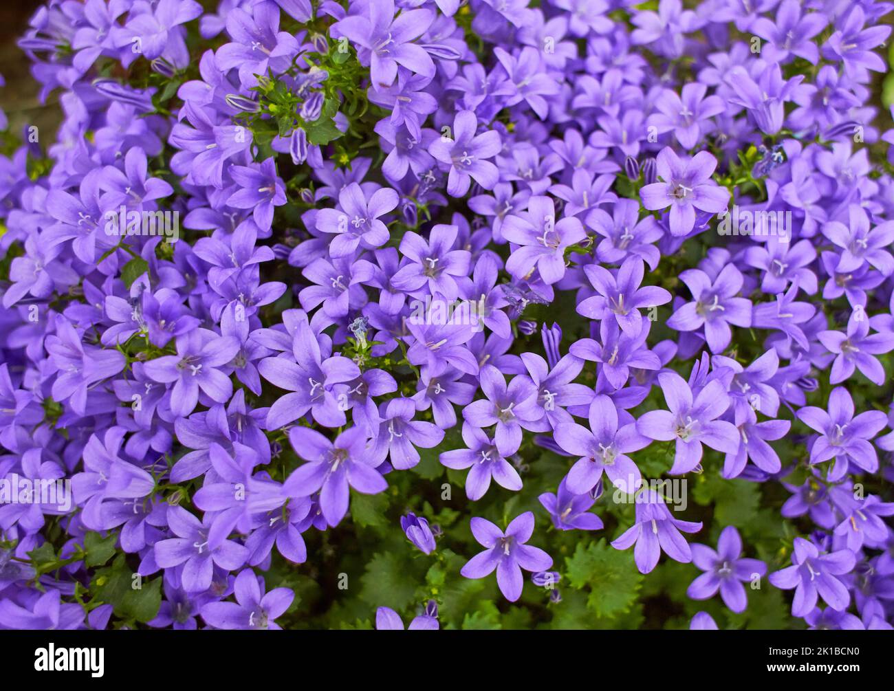 Purple flowers of Dalmatian bellflower or Adria bellflower or Wall bellflower (Campanula portenschlagiana) blooming on blurred background garden. lila Stock Photo
