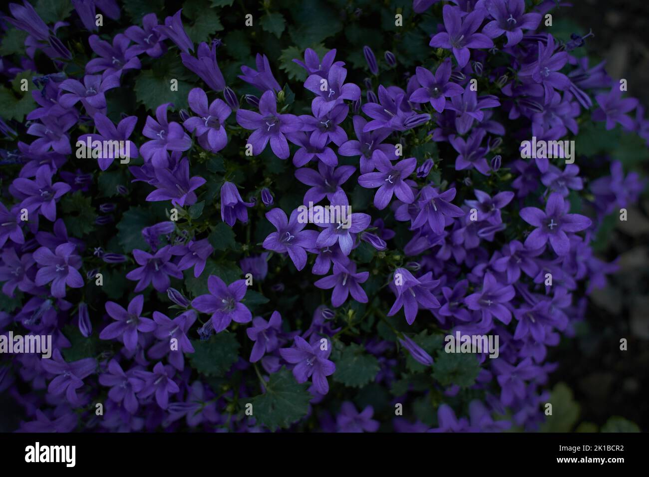 Purple flowers of Dalmatian bellflower or Adria bellflower or Wall bellflower (Campanula portenschlagiana) blooming on blurred background garden. lila Stock Photo
