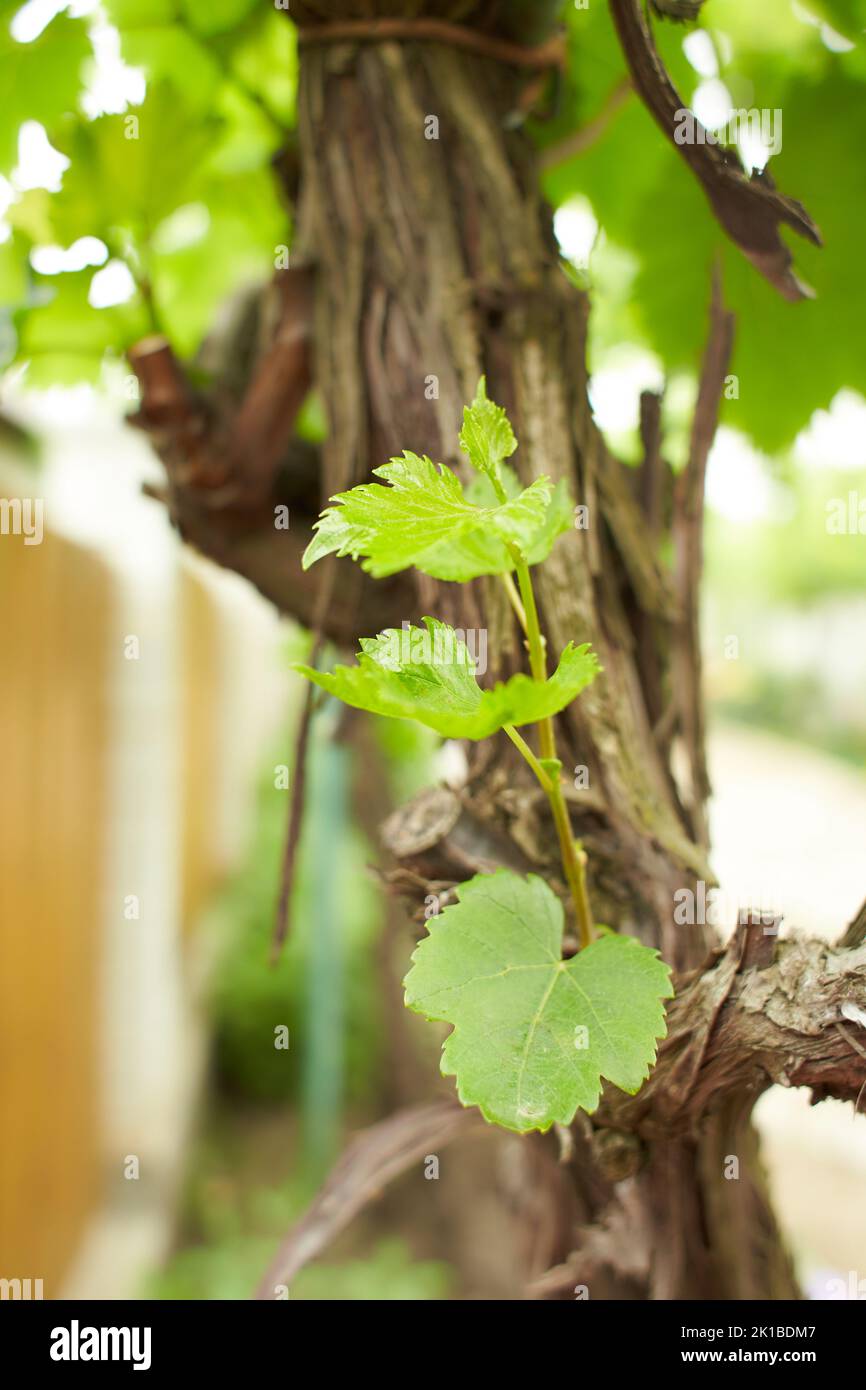 Grapevine with baby grapes and flowers flowering of the vine with