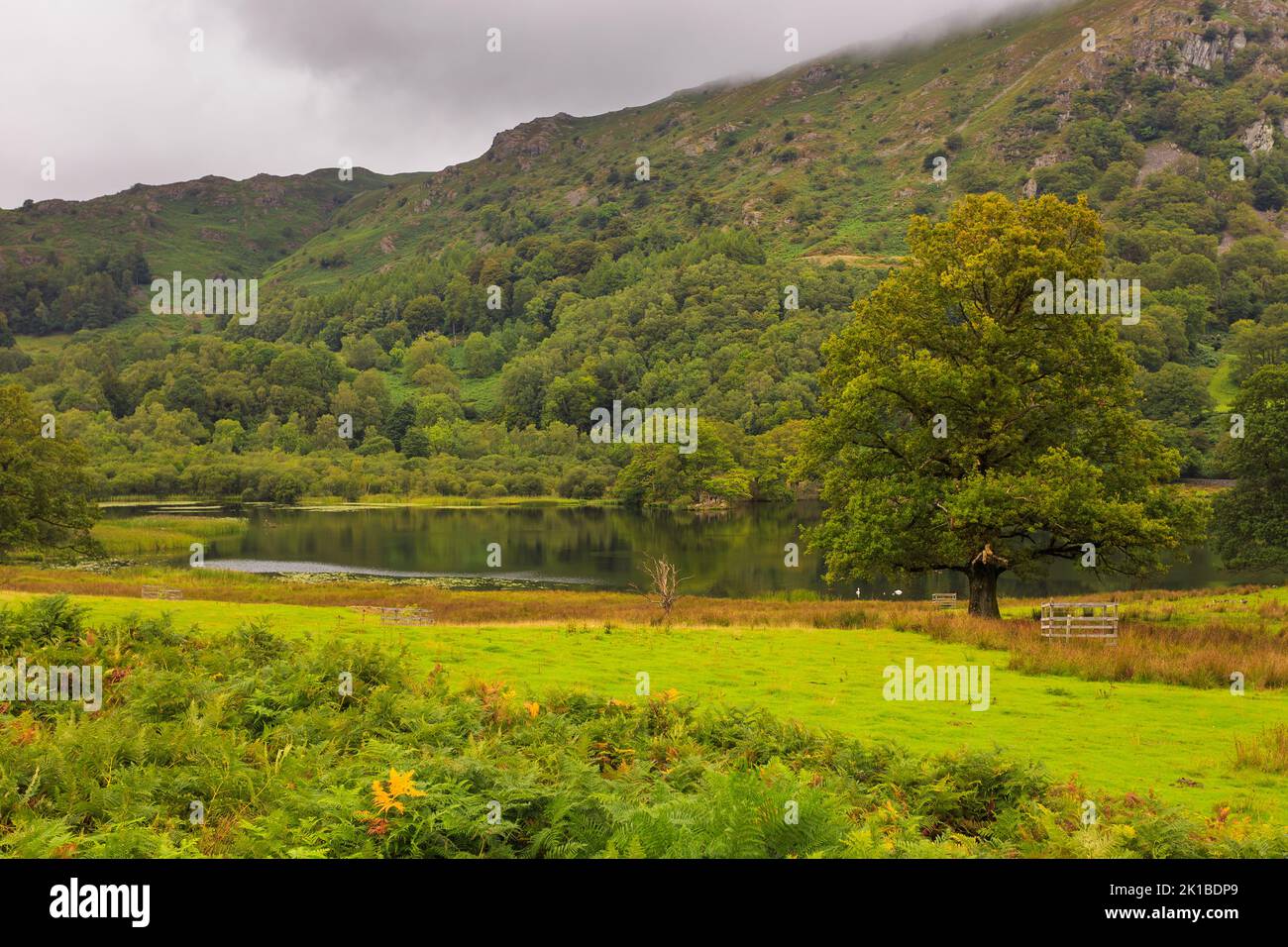 View of the Rydal Water area with, lake in the central part of the English Lake District, between Grasmere and Ambleside in the Rothay Valley. UK. Stock Photo