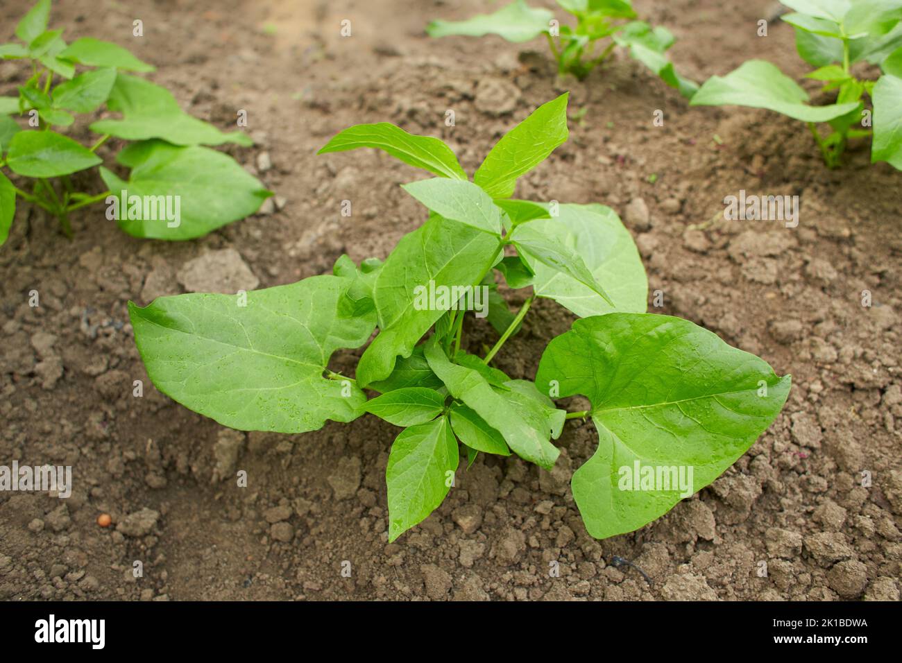 Beans flowers is garden.fresh still to pick beans hanging on a bean