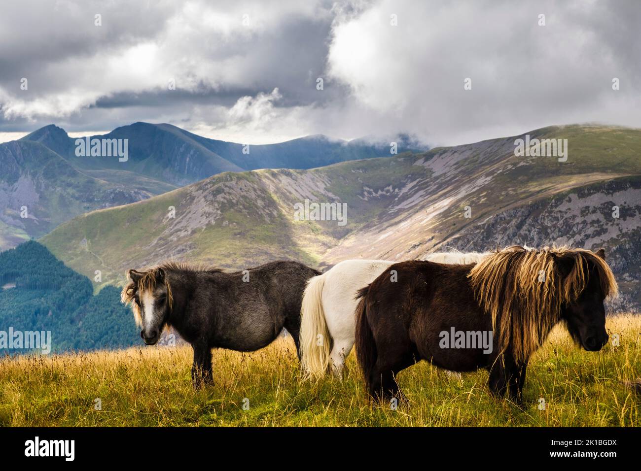 Wild ponies on slopes of Moel Eilio in mountains of Snowdonia National Park landscape near Llanberis, Gwynedd, north Wales, UK, Britain Stock Photo