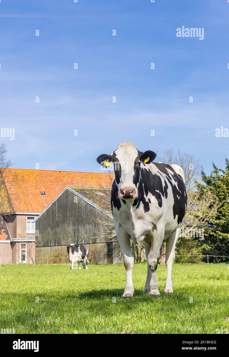 Black and white holstein cow at a farm in Gaasterland, Netherlands Stock Photo