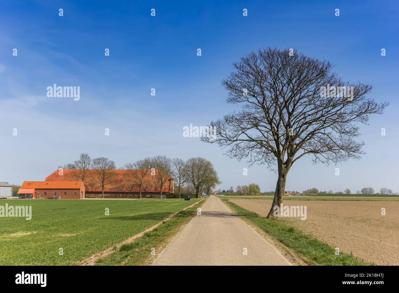 Lone tree in the flat landscape of the Dollard region in Groningen, Netherlands Stock Photo