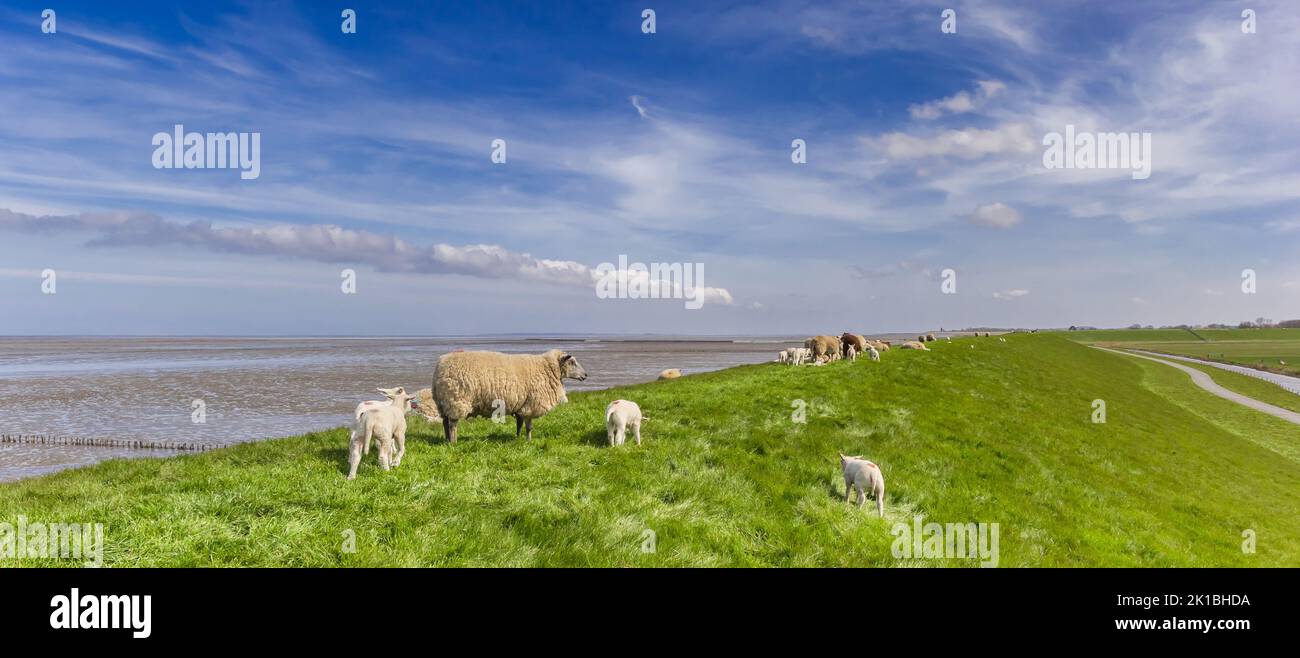Panoama od a herd of sheep on a dike at the Wadden sea in Friesland, Netherlands Stock Photo