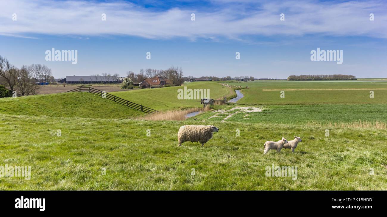 Sheep with lambs in the landscape of Oostergo in Friesland, Netherlands Stock Photo