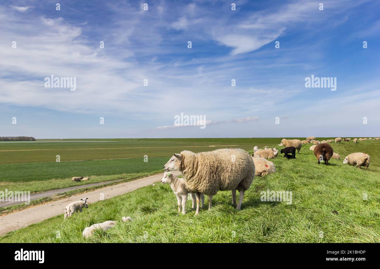 Sheep on a dike in Friesland, Netherlands Stock Photo