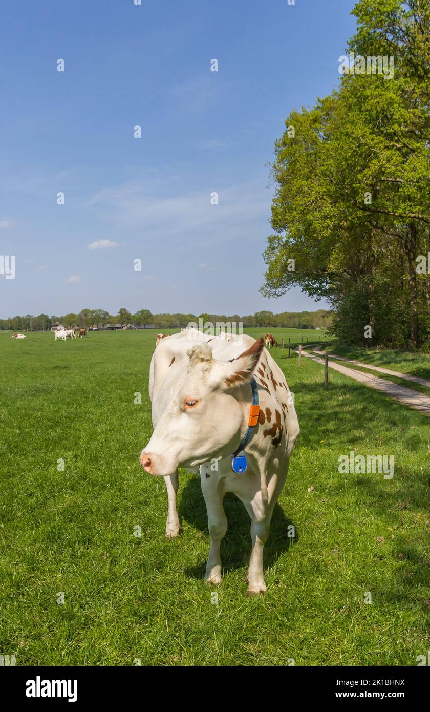 White Holstein cow in a meadow in Overijssel, Netherlands Stock Photo