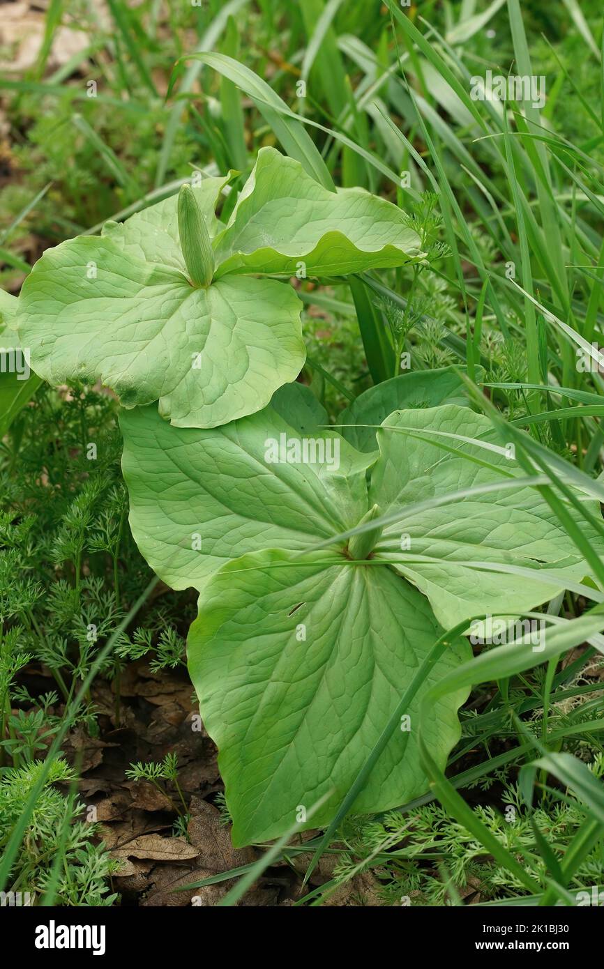 Vertical closeup on a giant white wakerobin or sweet trillium foliage, Trillium albidum in South Oregon Stock Photo