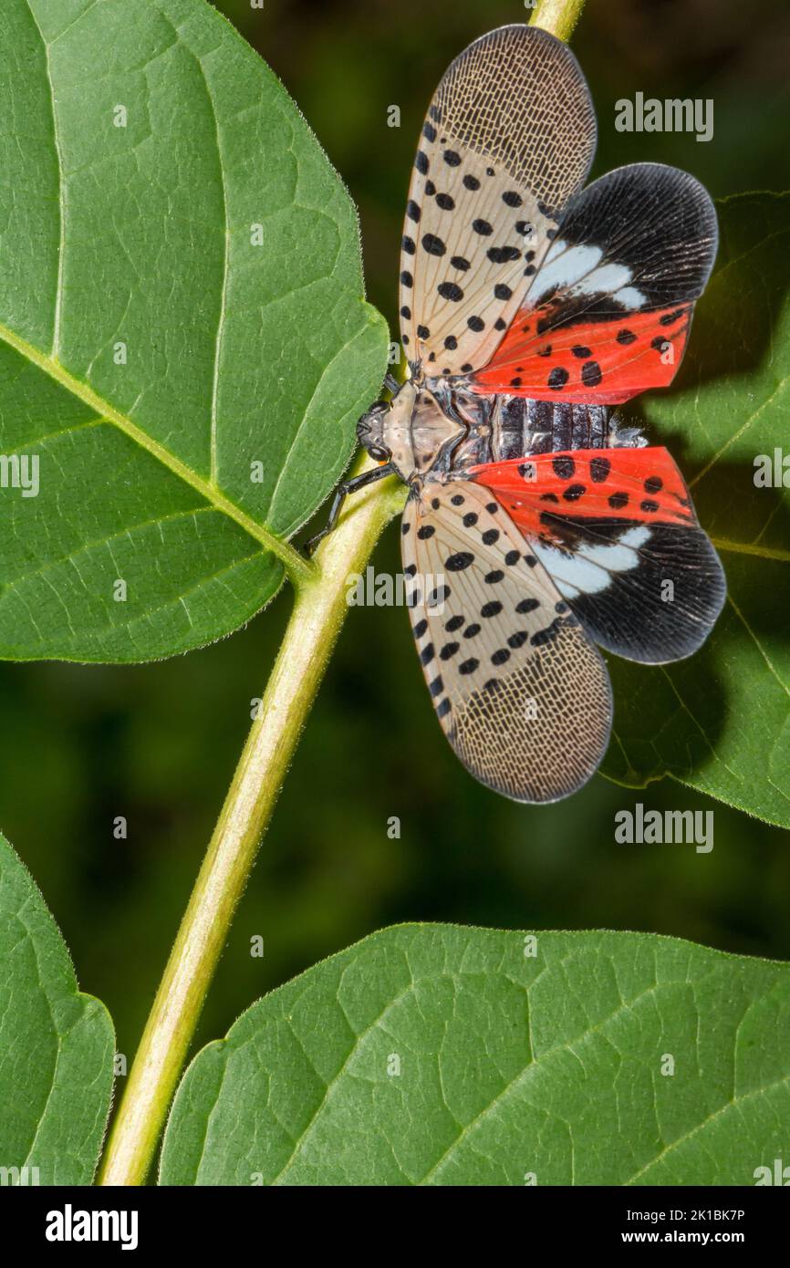 Spotted Lantern Fly - Lycorma delicatula Stock Photo