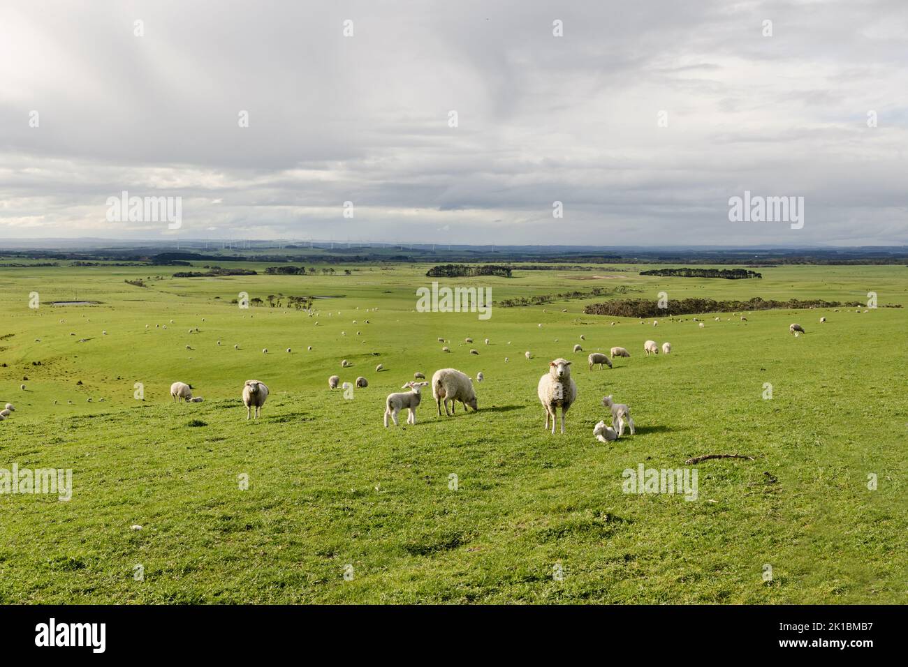 Sheep with lambs in a field on a farm with rolling hills and renewable