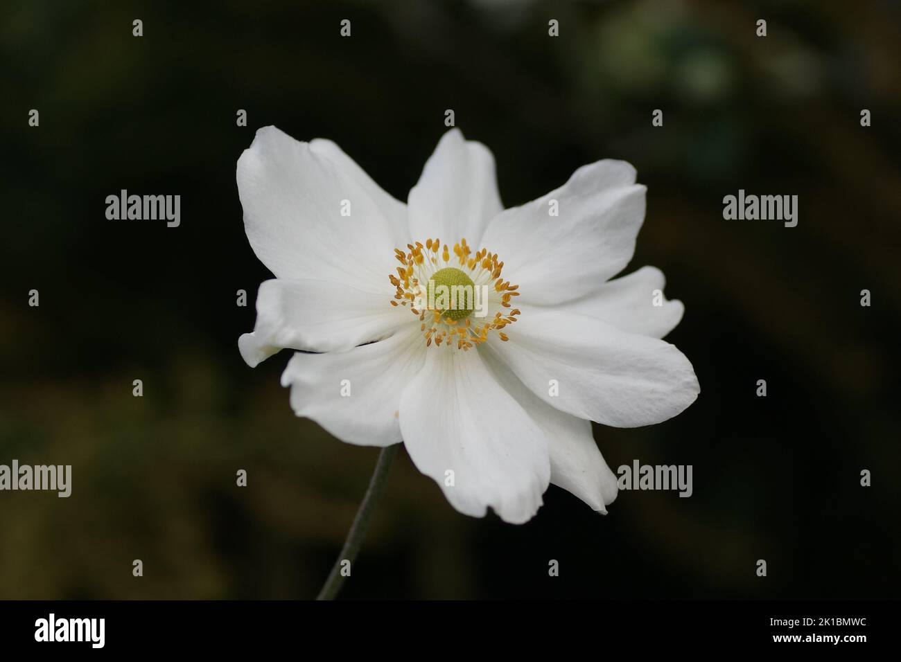 The pure white flowers of Anemone x hybrida Stock Photo