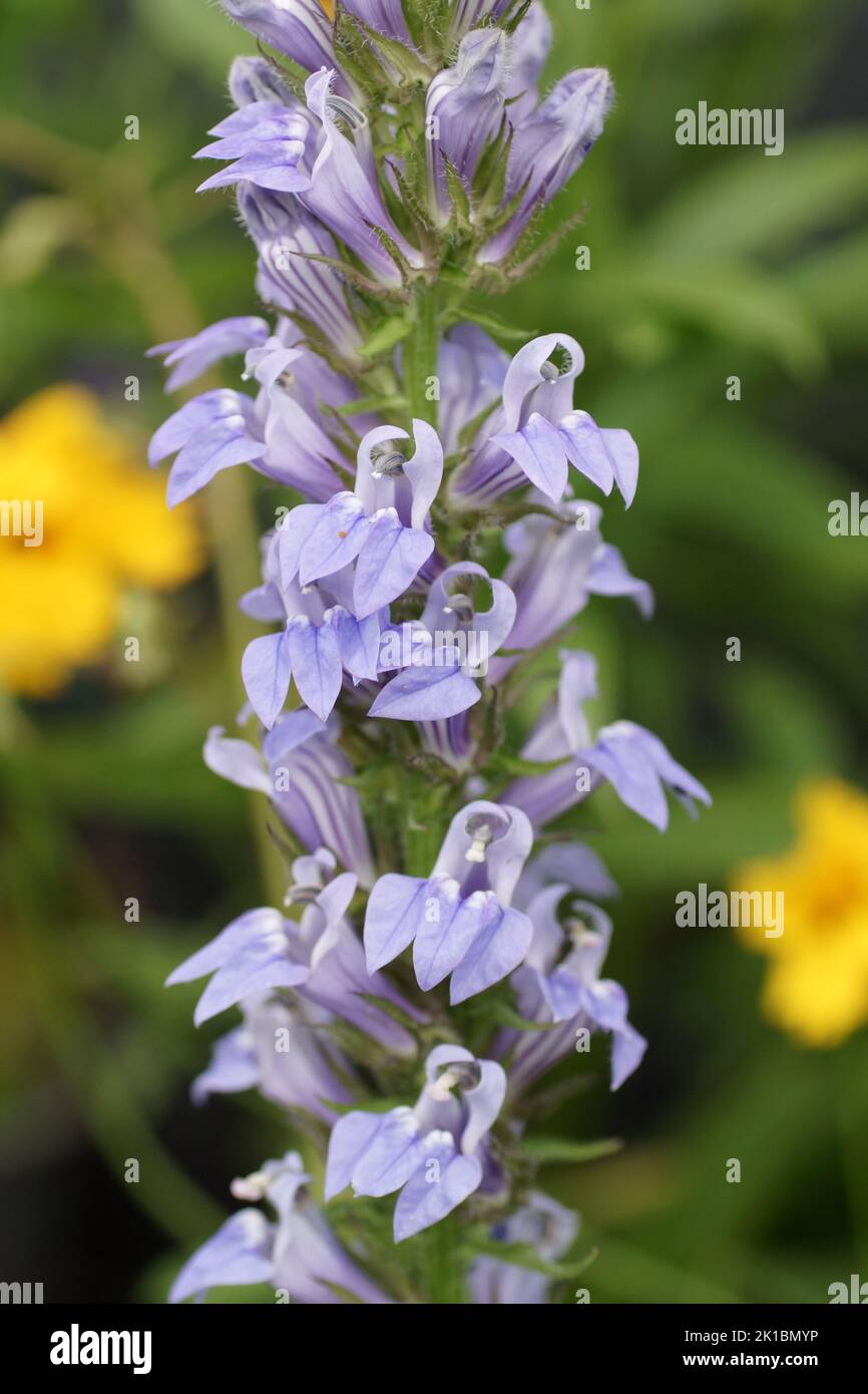 The blue flowers of the herbaceous perennial Lobelia siphilitica 'Blue Selection' Stock Photo