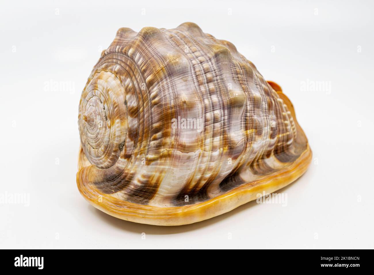 Shell of a red helmet snail on a white background, Cypraecassis rufa. Stock Photo