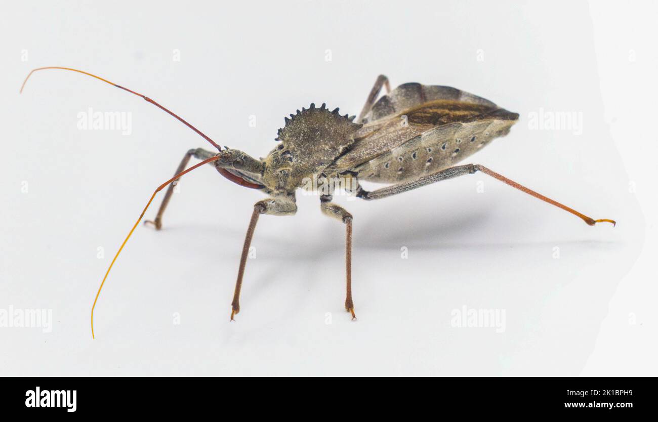 Proboscis insect hi-res stock photography and images - Alamy