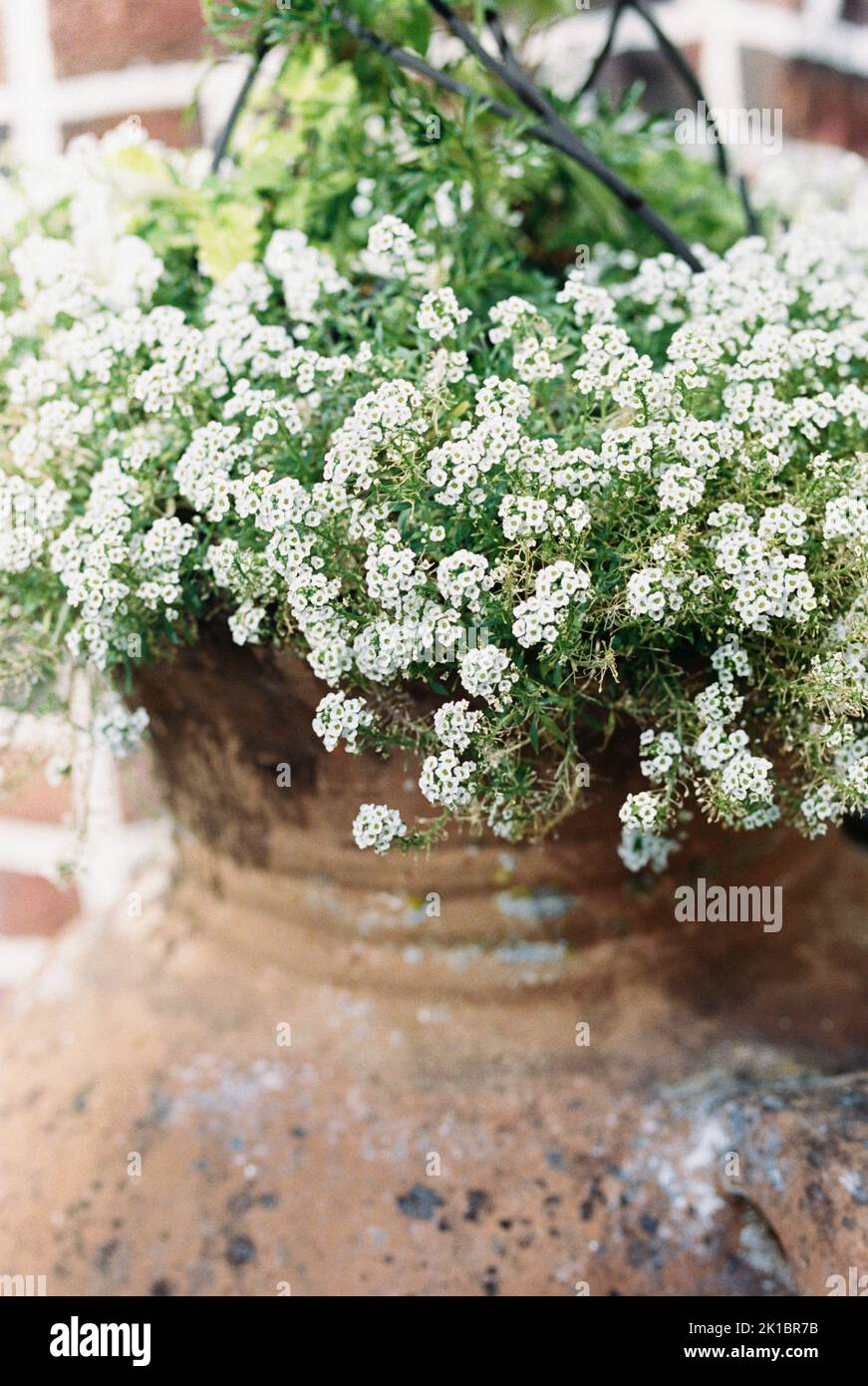 A vertical shot of white alyssum flowers in an old jug pot outdoors ...