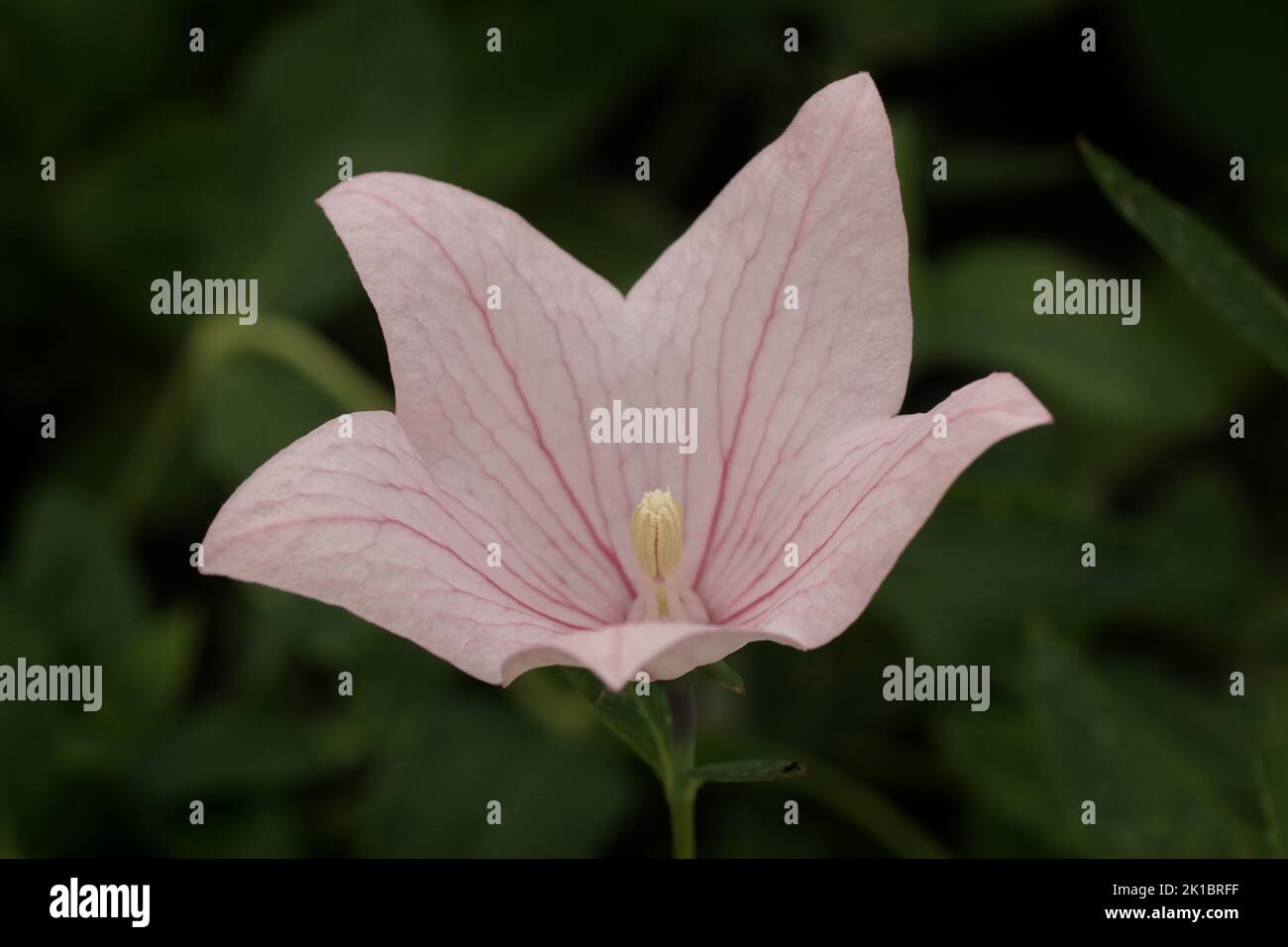 The pink selection of Platycodon grandiflorus Stock Photo