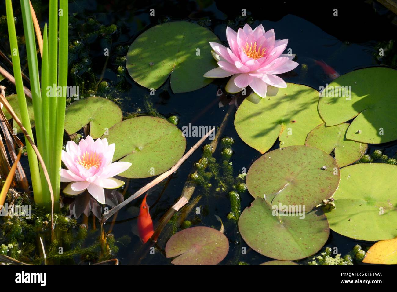 Garden pond. Two Goldfish shade beneath the flowering Lillies' broad leaves. The Canadian pondweed provides oxygen and Iris add extra spring color. Stock Photo