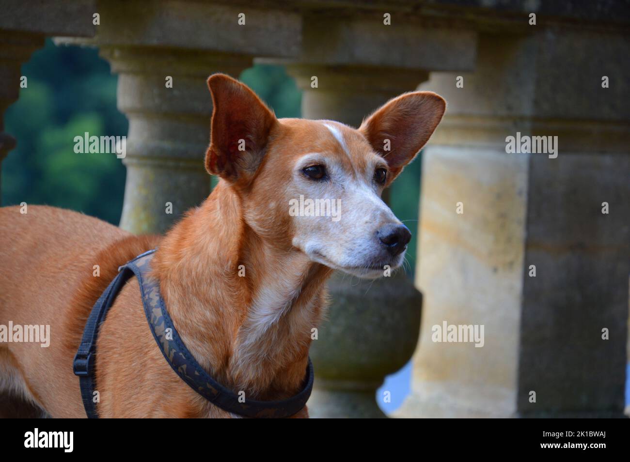 su carolina dog hipoalergeni