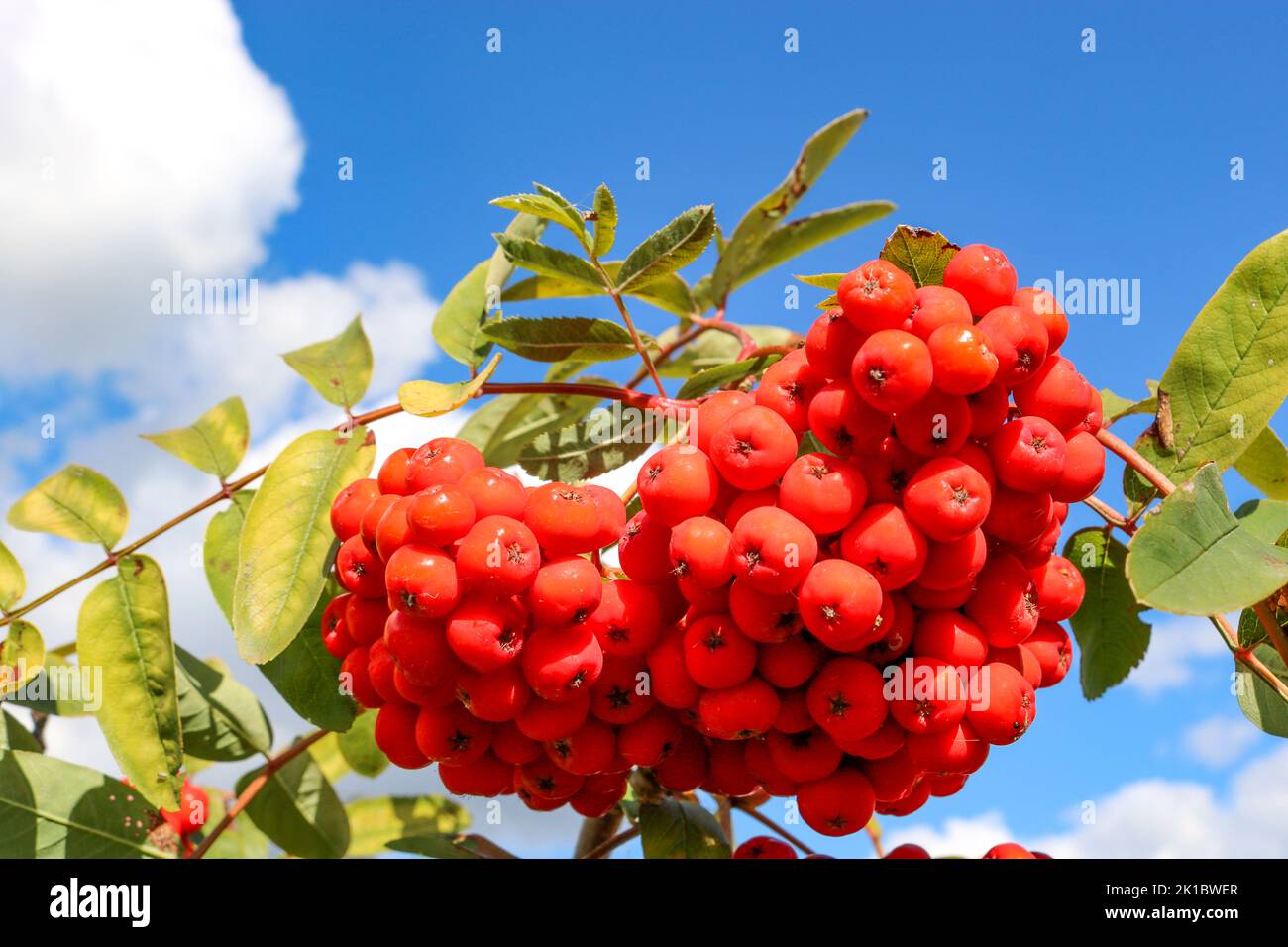 Clusters of bright red berries hi-res stock photography and images - Alamy