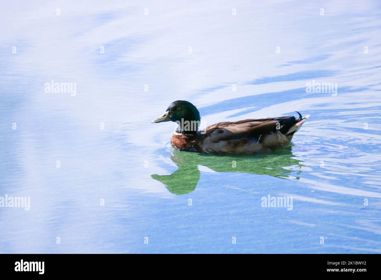 Mallard duck drake swims in the lake, the sky with clouds is reflected in the water. Stock Photo