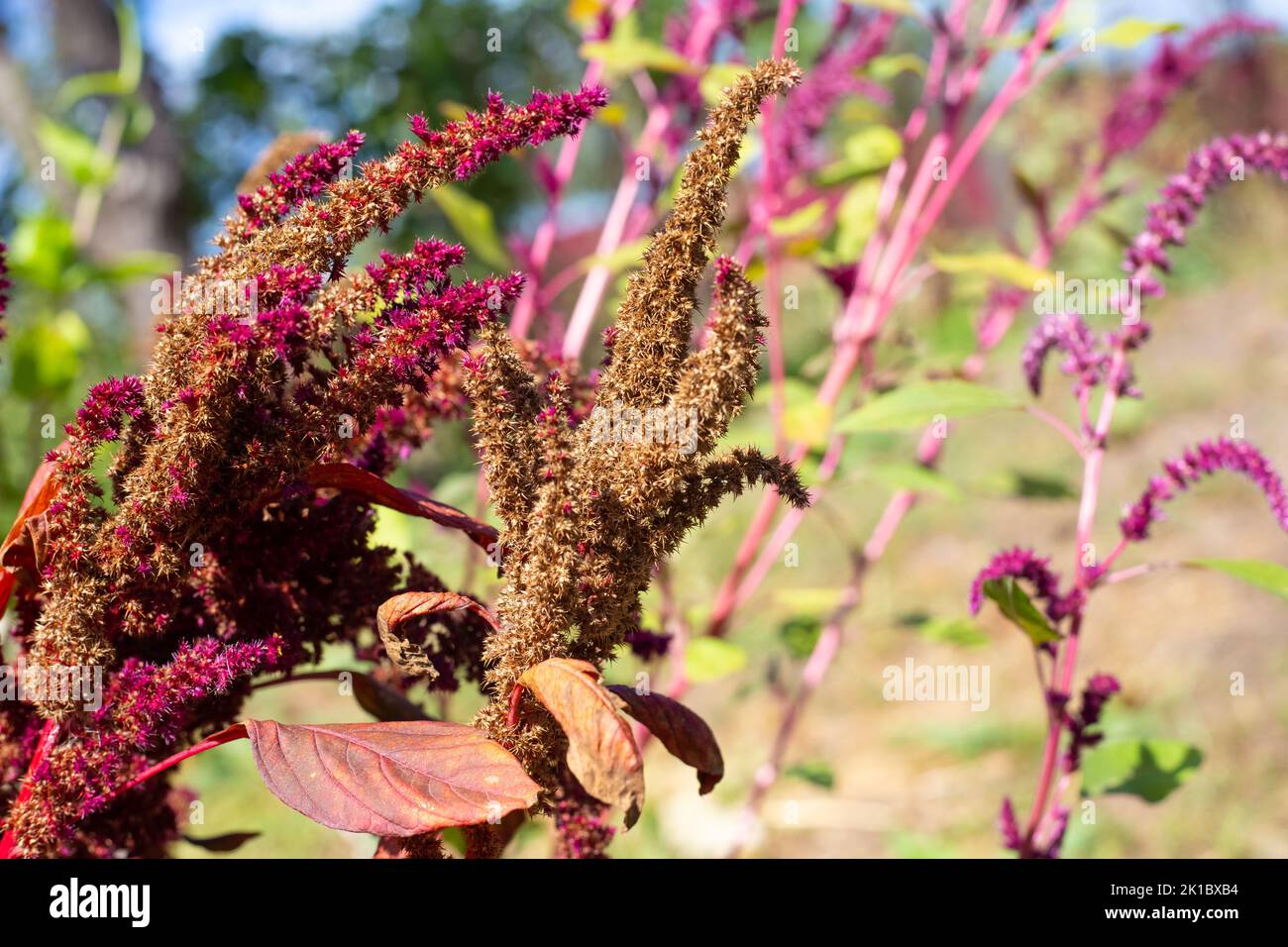 Seeds of red vegetable amaranth on a plant branch. Cultivation of a bright ornamental garden plant. Stock Photo