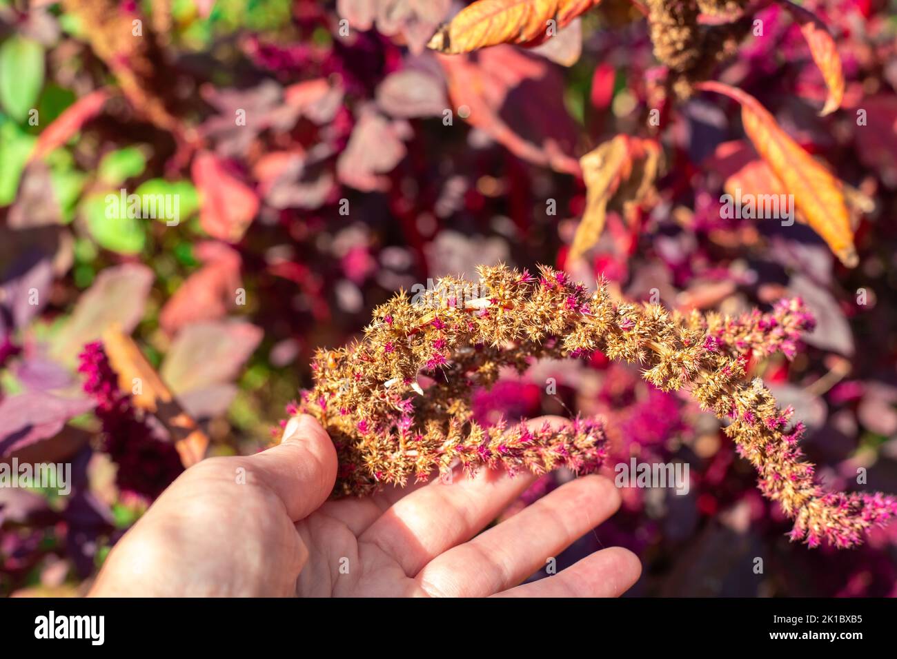 Seeds of red vegetable amaranth on a plant branch, in the gardener's hand. Decorative edible plant. Stock Photo