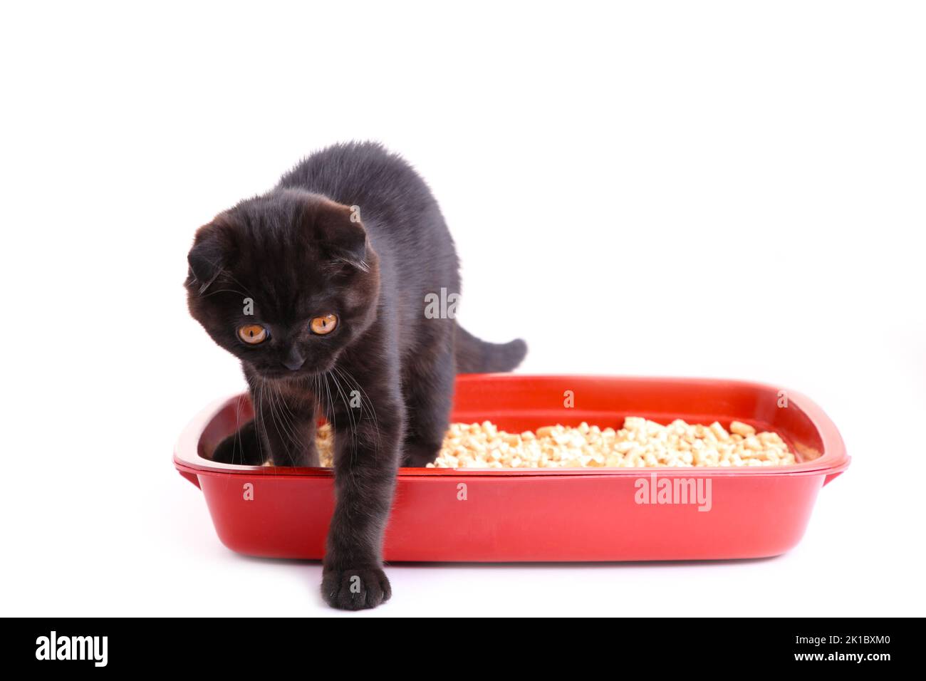 Tableau Mural British Shorthair - Déco Métal Rétro 40 Cm - Humour Chat Toilette, Pour Bar, Salon, Salle De Bain - 9