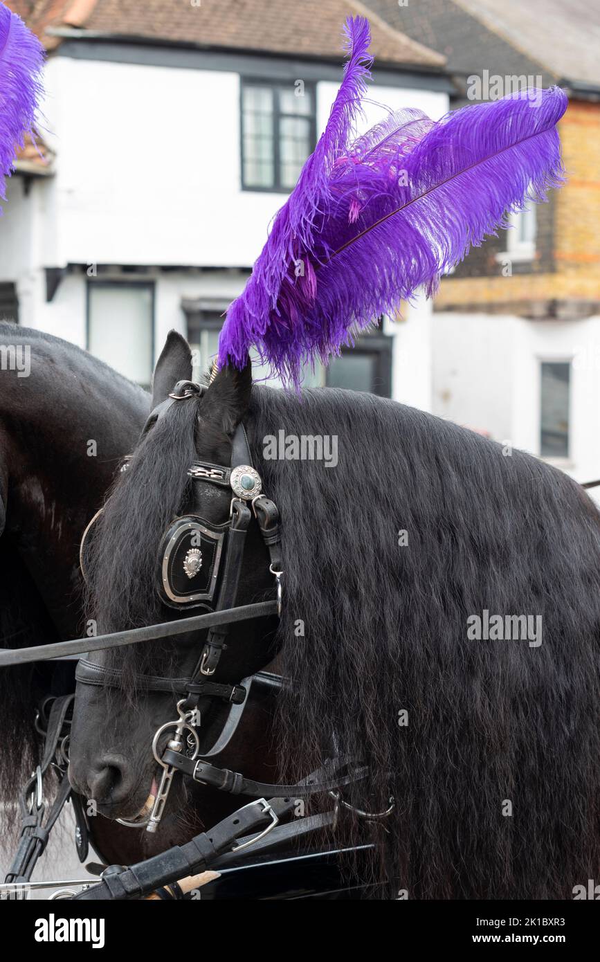 Funeral hearse horse with purple plume and brushed black mane. Blinkers and bridle details. Stock Photo