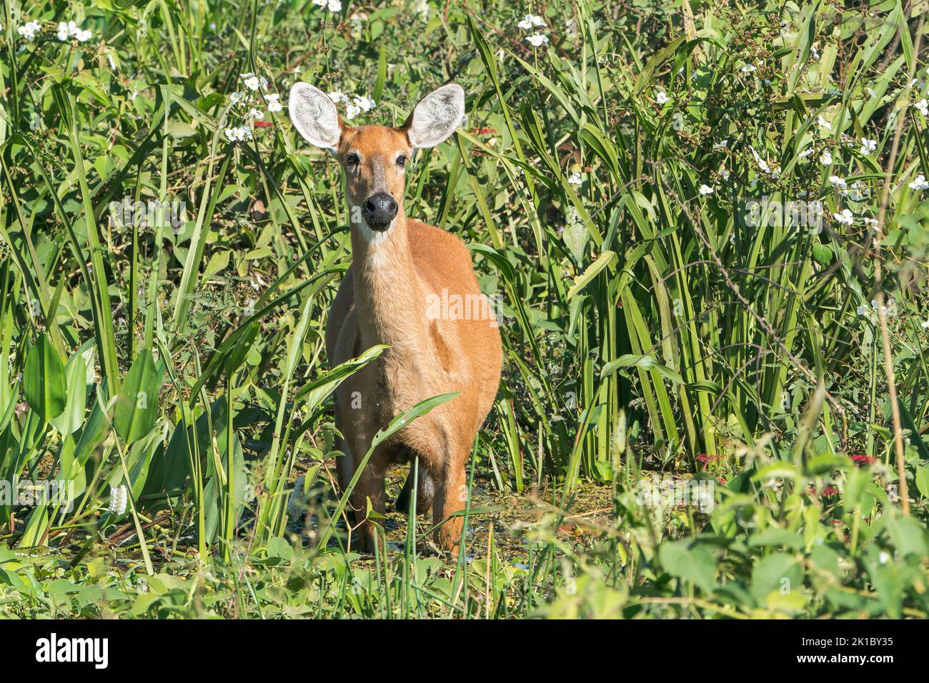 marsh deer, Blactocerus dichotomus, single adult female standing in vegetation, Pantanal, Brazil Stock Photo