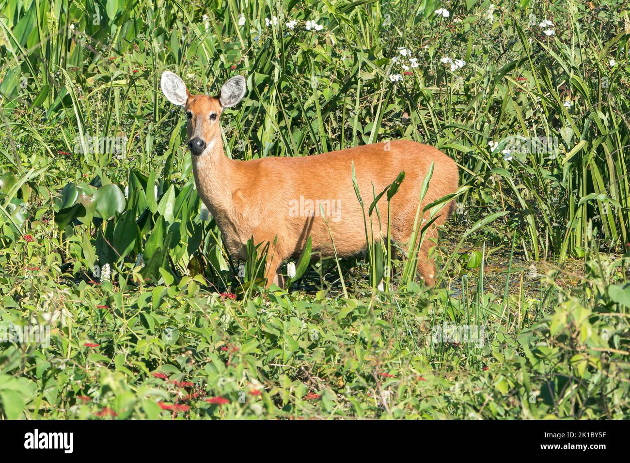 marsh deer, Blactocerus dichotomus, single adult female standing in vegetation, Pantanal, Brazil Stock Photo