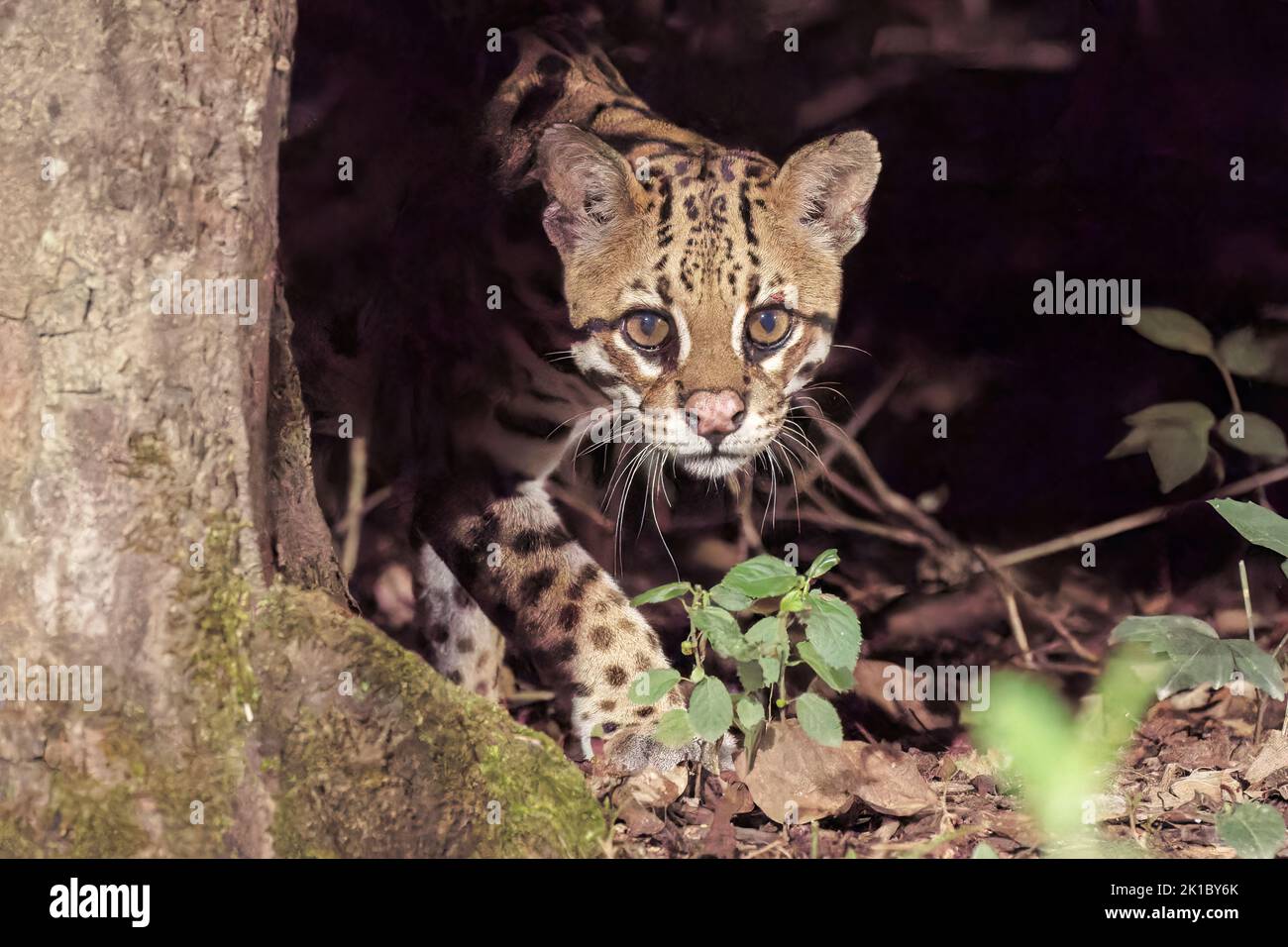 ocelot, Leopardus pardalis, close up of head of single adult hunting at night in the Pantanal, Brazil Stock Photo
