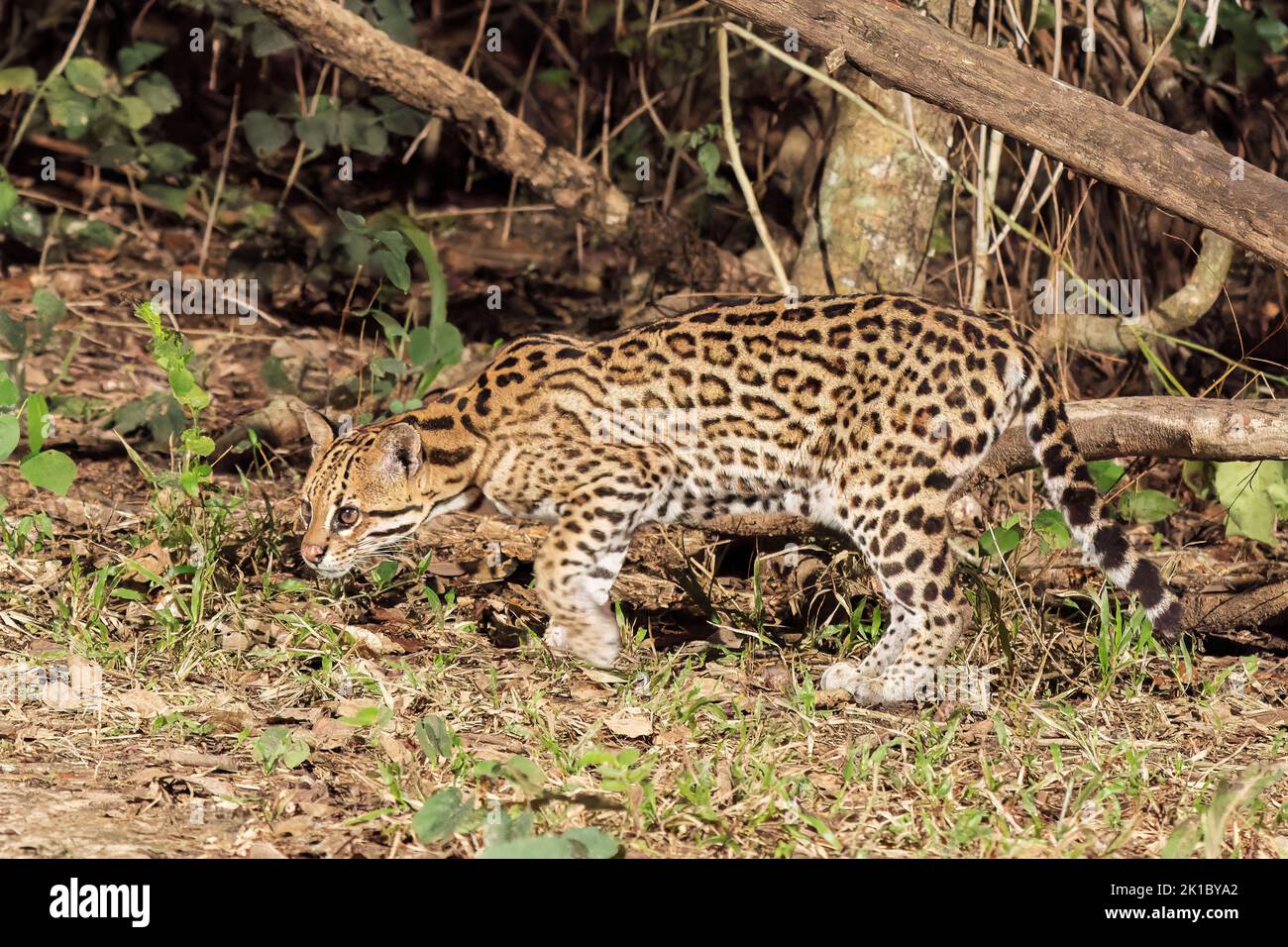 ocelot, Leopardus pardalis, single adult hunting at night in the Pantanal, Brazil Stock Photo